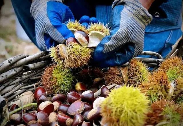 糖炒栗子加糖,根本不是為了甜?90%的人都想錯了!